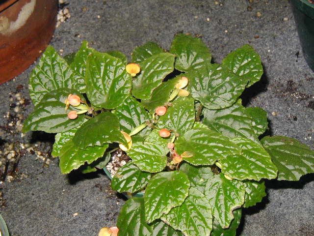 B. ‘Buttercup’